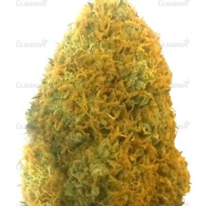 Семена сорта Pineapple Express auto (FastBuds)
