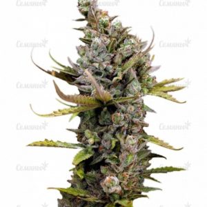 Семена сорта Purple Maroc (Female Seeds)
