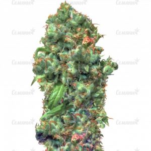 Семена сорта Membrana Hiper Auto (VIP seeds)