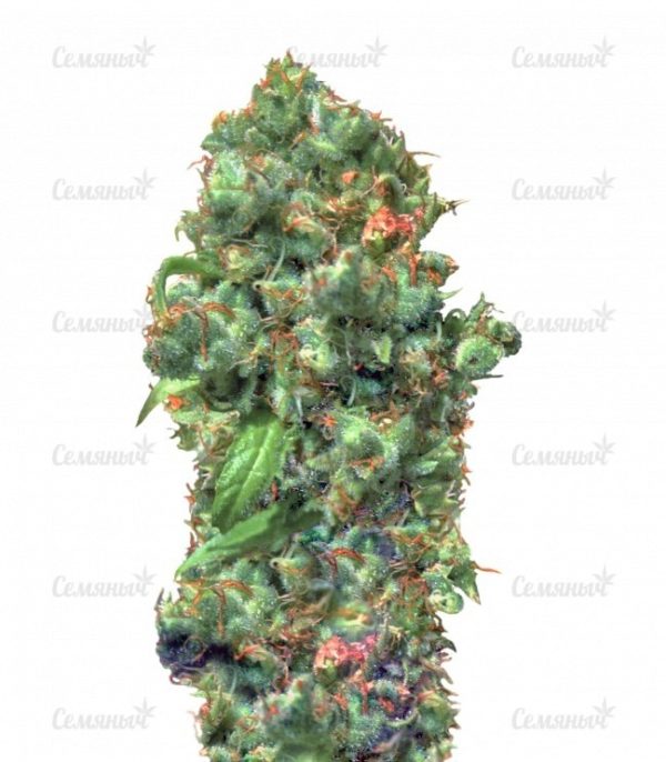 Семена сорта Membrana Hiper Auto (VIP seeds)