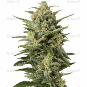 Семена сорта Blue Cheese Autoflowering (Dinafem Seeds)