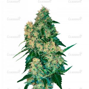 Семена сорта White Spanish (VIP seeds)