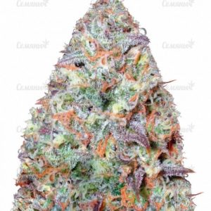 Семена сорта Red Leicester Tease (Dr. Krippling Seeds)