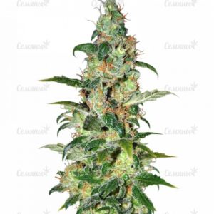 Семена сорта Lithium OG Kush (Nirvana Seeds)