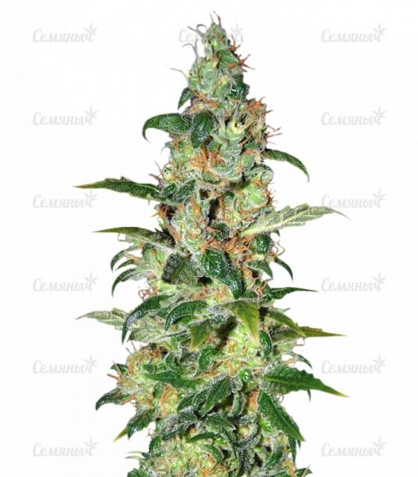 Семена сорта Lithium OG Kush (Nirvana Seeds)