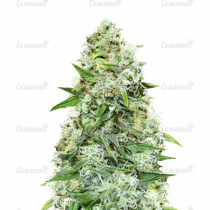 Семена сорта Industrial Plant (Dinafem Seeds)