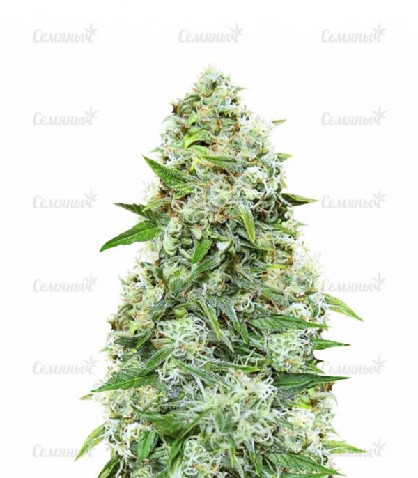 Семена сорта Industrial Plant (Dinafem Seeds)