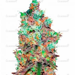 Семена сорта Dos Si Dos 33 fem (Barney's Farm)
