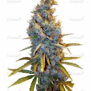 Семена сорта Indigo Berry Kush (Sweet Seeds)