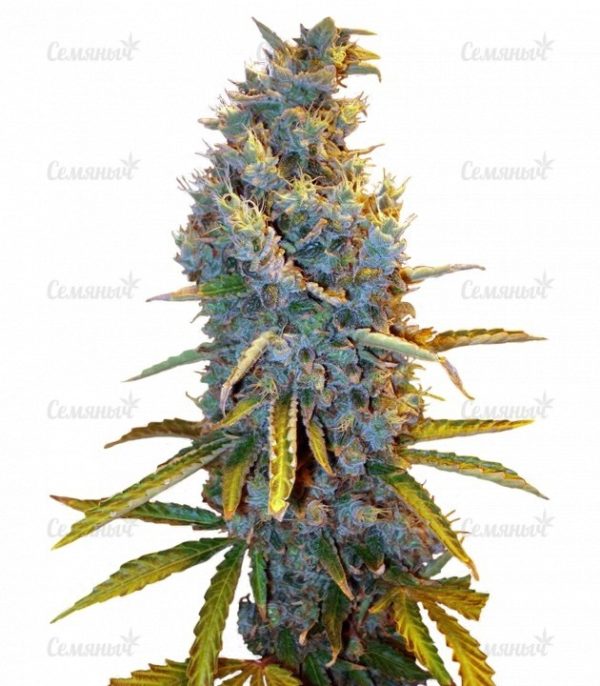 Семена сорта Indigo Berry Kush (Sweet Seeds)