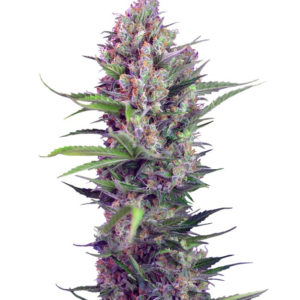 Семена сорта Cream Mandarine F1 Fast Version (Sweet Seeds)