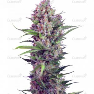 Семена сорта Red Russian XXL (White Russian XXL)