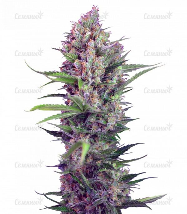 Семена сорта Red Russian XXL (White Russian XXL)