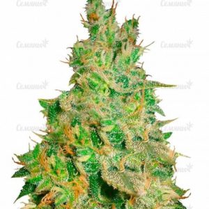 Семена сорта Jack 47 (Sweet Seeds)