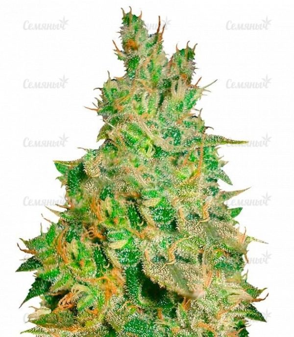 Семена сорта Jack 47 (Sweet Seeds)