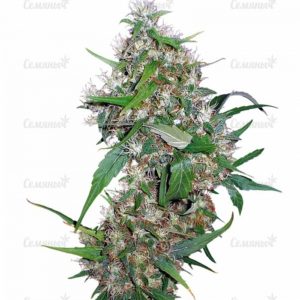Семена сорта Choc-Matic auto (Dr. Krippling Seeds)