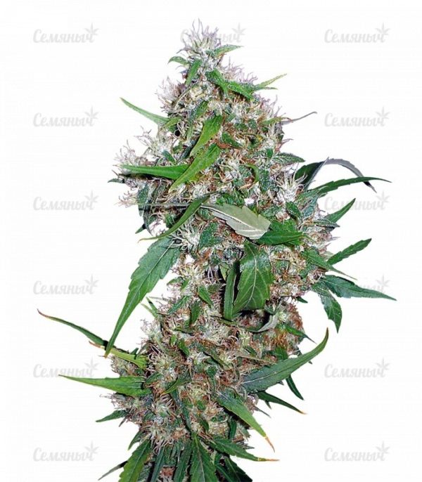 Семена сорта Choc-Matic auto (Dr. Krippling Seeds)