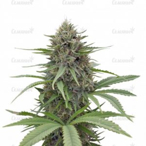 Семена сорта Auto Speed Bud (Female Seeds)