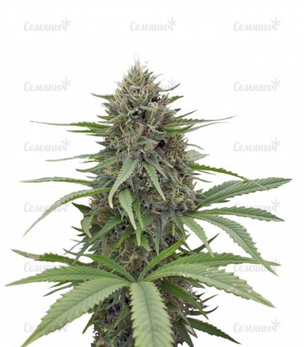 Семена сорта Auto Speed Bud (Female Seeds)