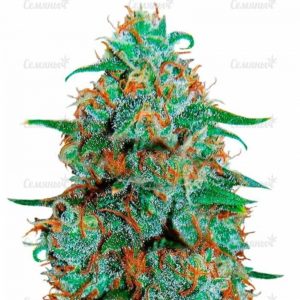 Семена сорта Ice Cool (Sweet Seeds)