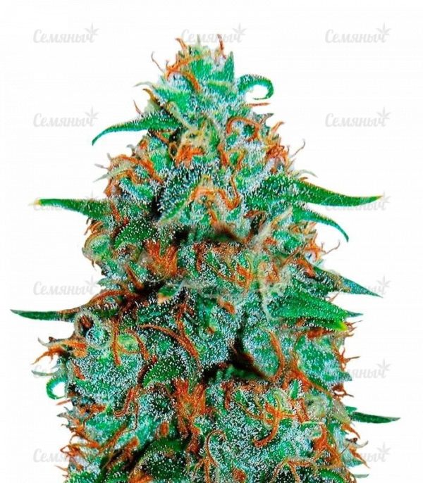 Семена сорта Ice Cool (Sweet Seeds)