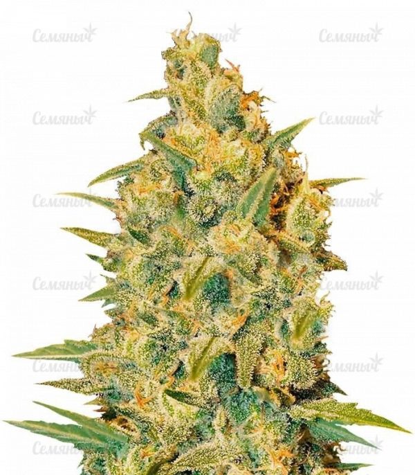 Семена сорта Orange Sherbet Auto fem (FastBuds)