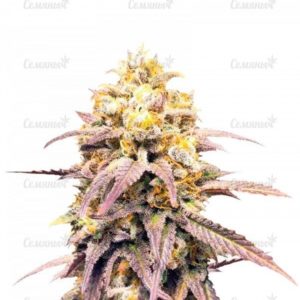 Семена сорта 00 Hashchis (00 Cheese)