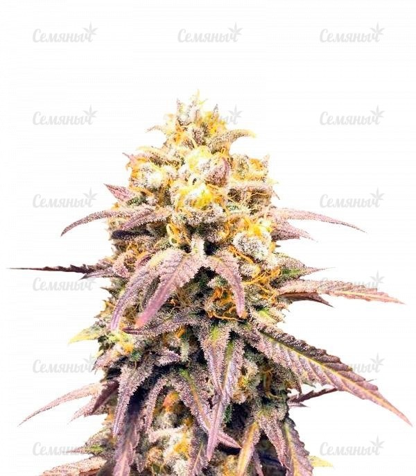 Семена сорта 00 Hashchis (00 Cheese)