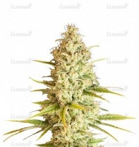 Семена сорта VIP Haze (VIP seeds)