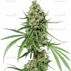 Семена сорта Misty Kush