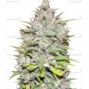 Семена сорта Fast Bud #2 Auto (Sweet Seeds)