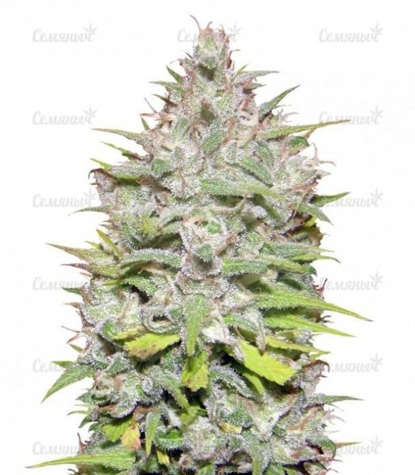 Семена сорта Fast Bud #2 Auto (Sweet Seeds)