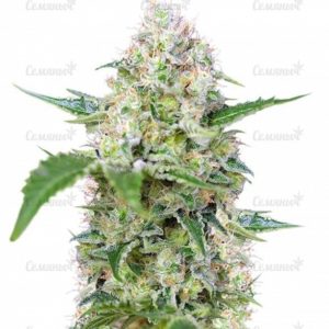 Семена сорта Patel's Cornershop Surprise (Dr. Krippling Seeds)