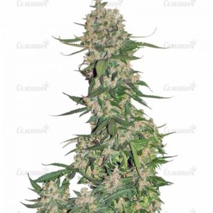 Семена сорта New York 47 (World of Seeds)