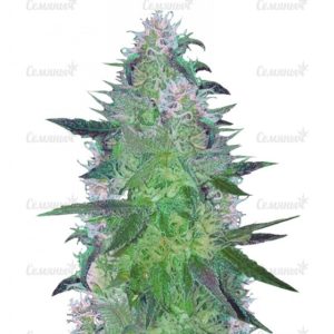 Семена сорта Phantom OG (Barney's Farm)