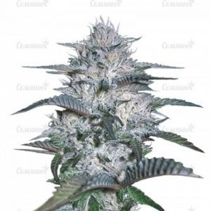 Семена сорта Green Ninja (Heavyweight Seeds)