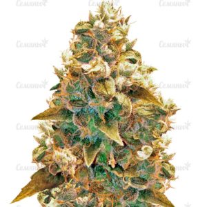Семена сорта Ultra Power Plant (Victory Seeds)