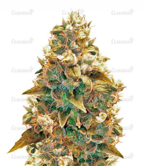 Семена сорта Ultra Power Plant (Victory Seeds)