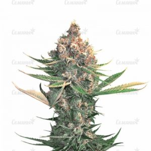 Семена сорта Pamir Gold (Dutch Passion)