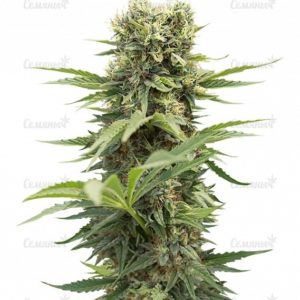Семена сорта ICED Grapefruit (Female Seeds)