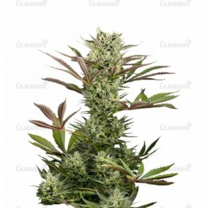 Семена сорта Crazy Miss Hyde (Samsara Seeds)