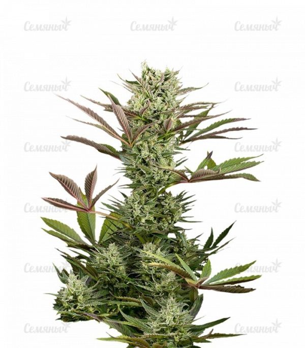 Семена сорта Crazy Miss Hyde (Samsara Seeds)