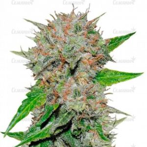 Семена сорта Bloody Skunk Auto (Sweet Seeds)