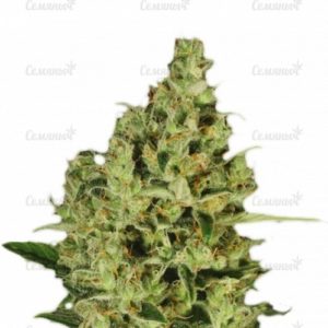 Семена сорта Auto Mazar (Dutch Passion)