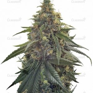 Семена сорта Chocodope (Victory Seeds)