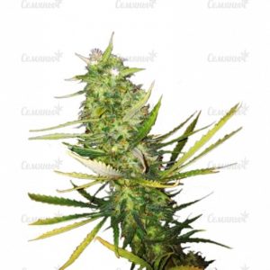 Семена сорта White Rush Auto (Dr. Krippling Seeds)