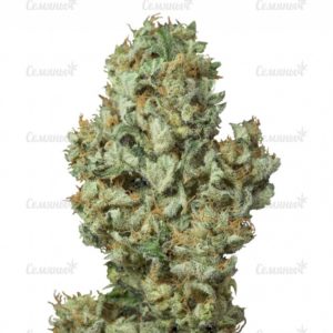 Семена сорта Chemdog Millionaire (Dr. Krippling Seeds)