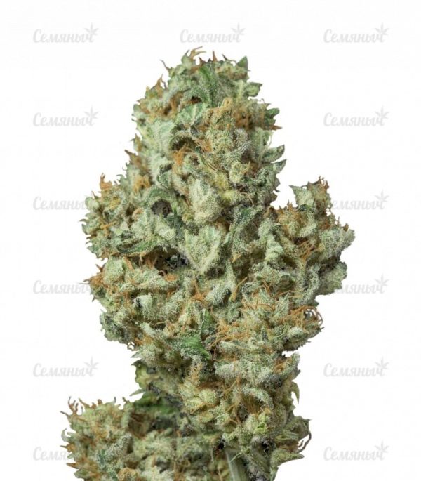 Семена сорта Chemdog Millionaire (Dr. Krippling Seeds)