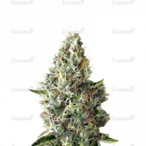 Семена сорта Holy Grail 69 (Samsara Seeds)