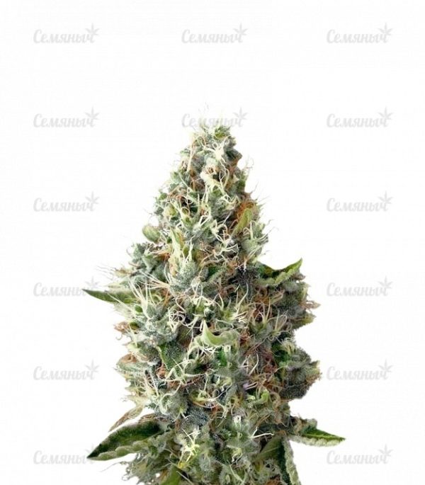 Семена сорта Holy Grail 69 (Samsara Seeds)